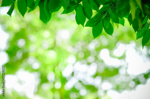 Close up of nature view green leaf on blurred greenery background under sunlight with bokeh and copy space using as background natural plants landscape  ecology wallpaper concept.