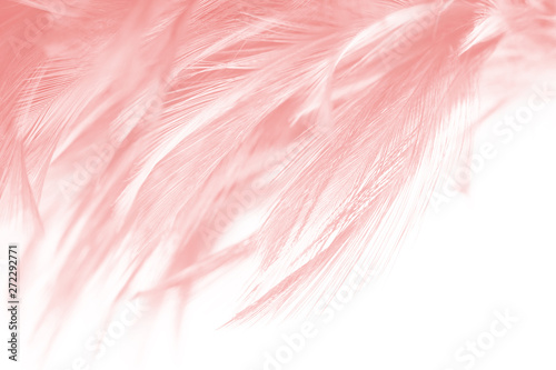 Beautiful soft pink vintage color trends feather pattern texture background