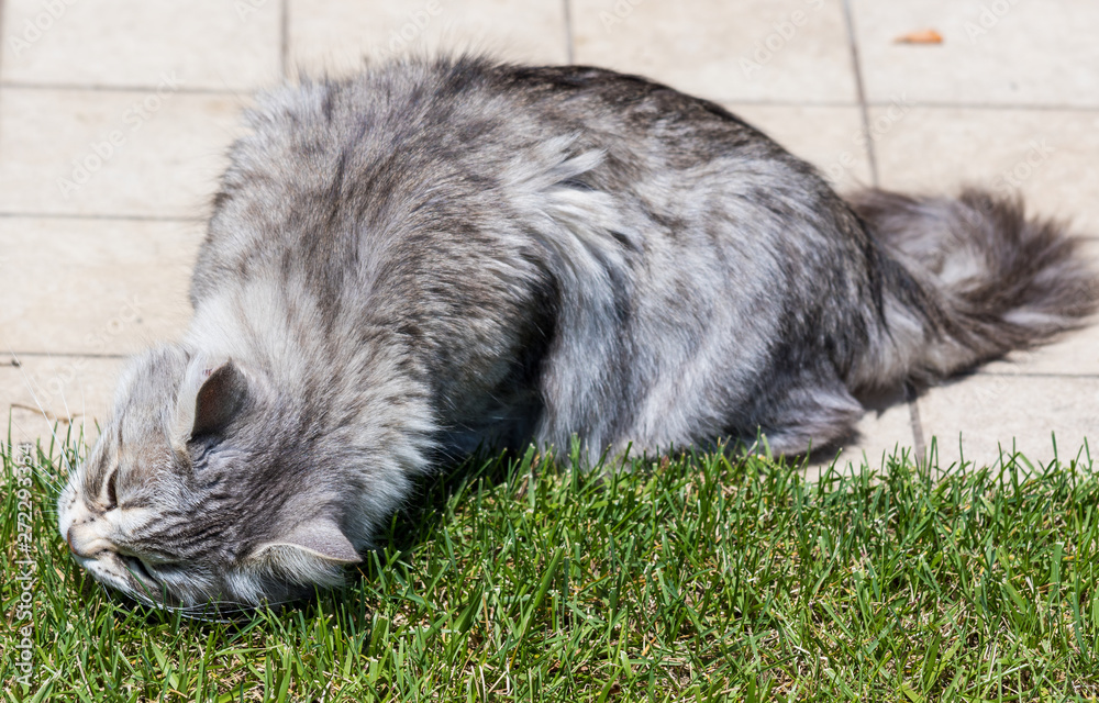 Obraz premium Adorable long haired cat of siberian breed in relax outdoor. Purebred feline of livestock