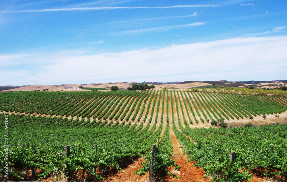 vineyard field, alentejo region, Portugal