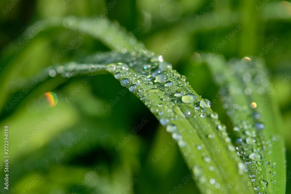 All in green: Beautiful green springtime grass in the morning sunlight with rain drops on the leaves All in green: Beautiful green springtime grass in the morning sunlight with rain drops on the leaves