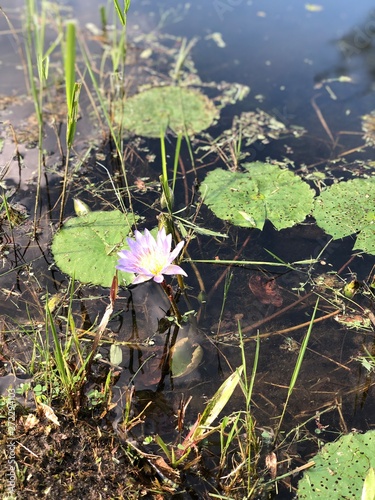 flower in the forest