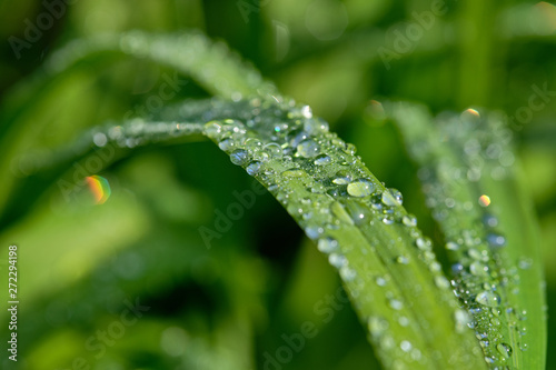 All in green: Beautiful green springtime grass in the morning sunlight with rain drops on the leaves