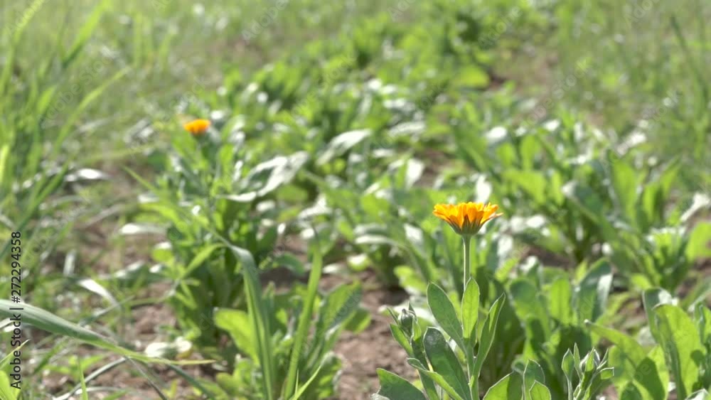 Male Gardener Harvesting Orange Calendula Flowers From Garden With Knife Male Gardener Harvesting Orange Calendula Flowers From Garden With Knife