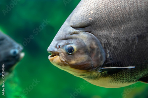 The tambaqui  is a large species of freshwater fish in the  South America also known by the names black pacu, black-finned pacu, giant pacu, cachama, gamitana,  pacu.