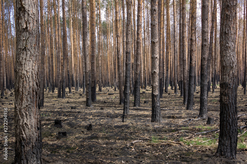 In the state of Brandenburg  Germany  there are more and more forest fires in the pine forests.
