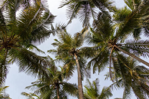 landscape of palm trees against the sky