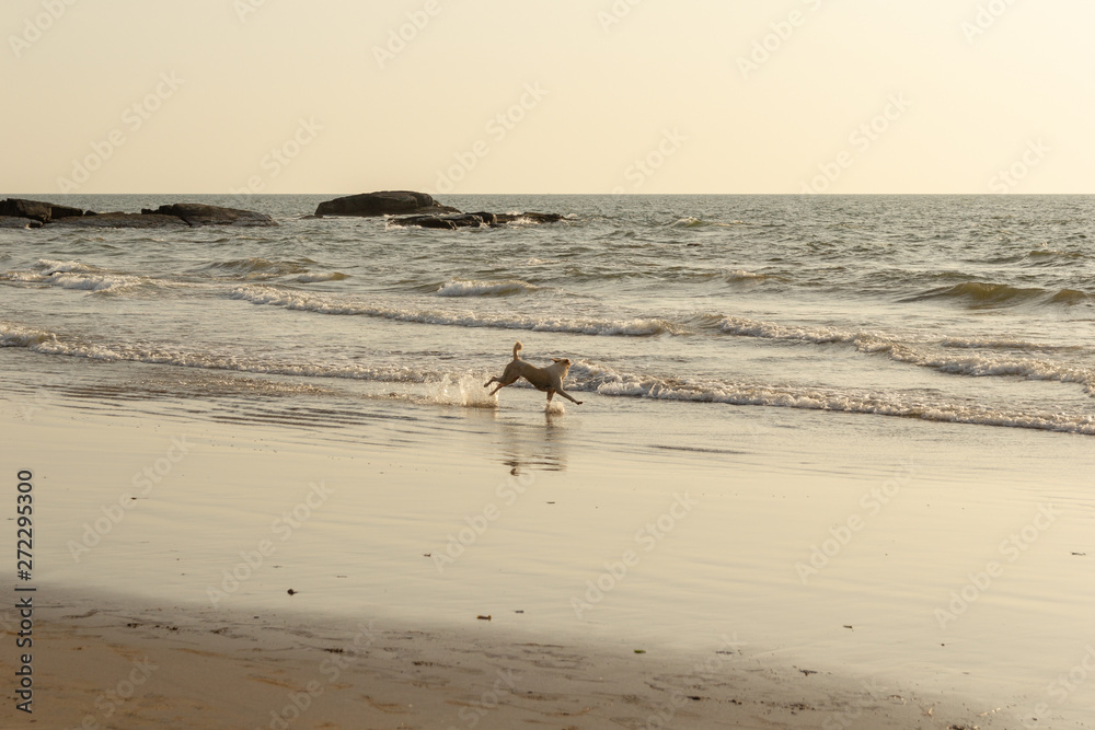 dogs on the beach goa dogs on the beach goa