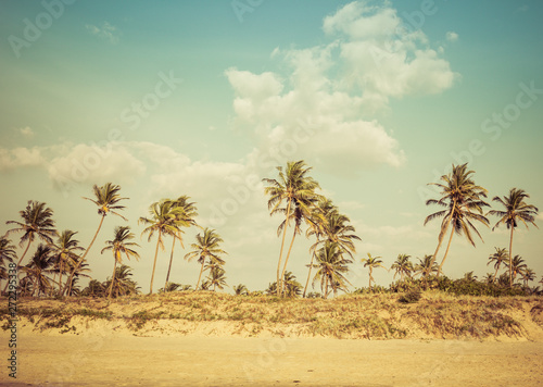 landscape of palm trees against the sky
