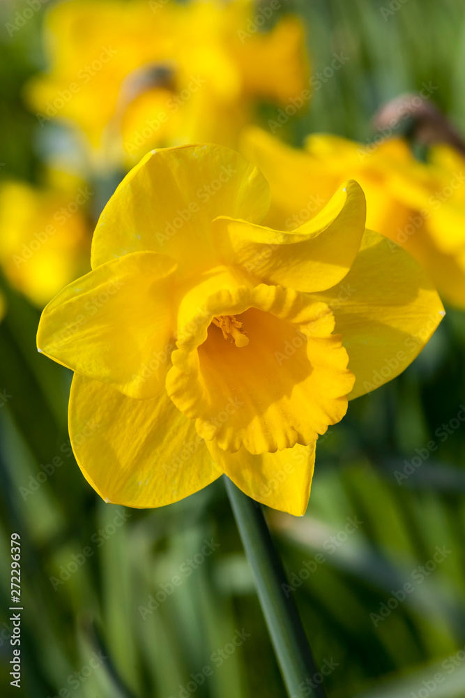 Daffodil (narcissus) growing outdoors in the spring season Daffodil (narcissus) growing outdoors in the spring season