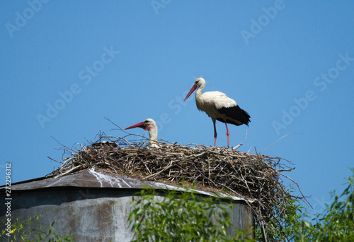 White storks (Ciconia ciconia) in nest on water tower