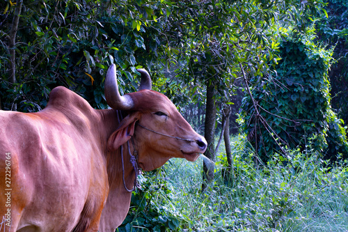 serene Asian village landscape with zebu bull. Beautiful Indian zebu in the rainforest