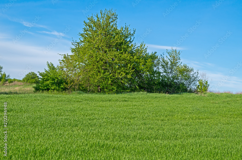 Obraz premium Tree in field