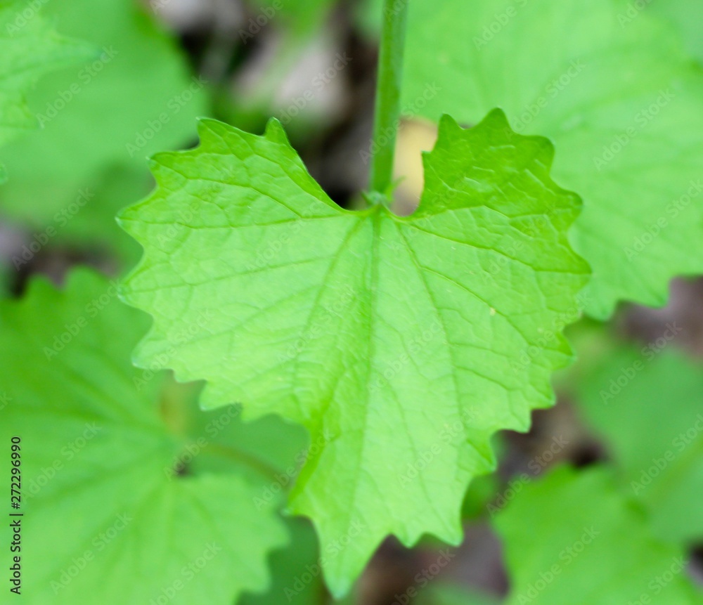 A close vie of the green leaf on the spring tree branch. A close vie of the green leaf on the spring tree branch.
