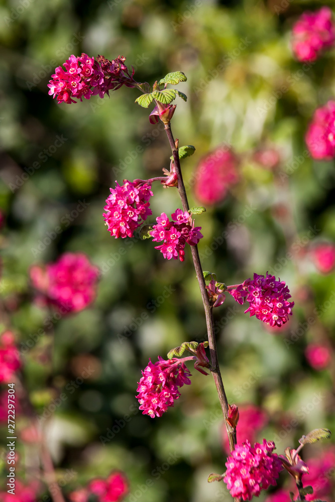 Ribes sanguineum 'Koja' an early spring dark red flower shrub commonly known as flowering currant Ribes sanguineum 'Koja' an early spring dark red flower shrub commonly known as flowering currant