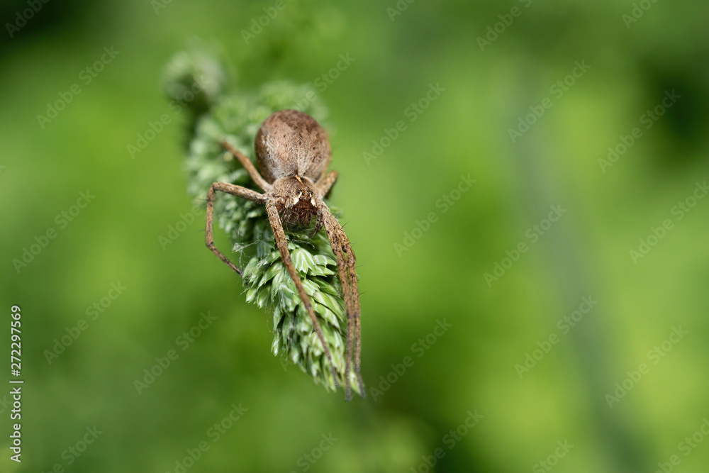 Pisaura mirabilis, pregnant female