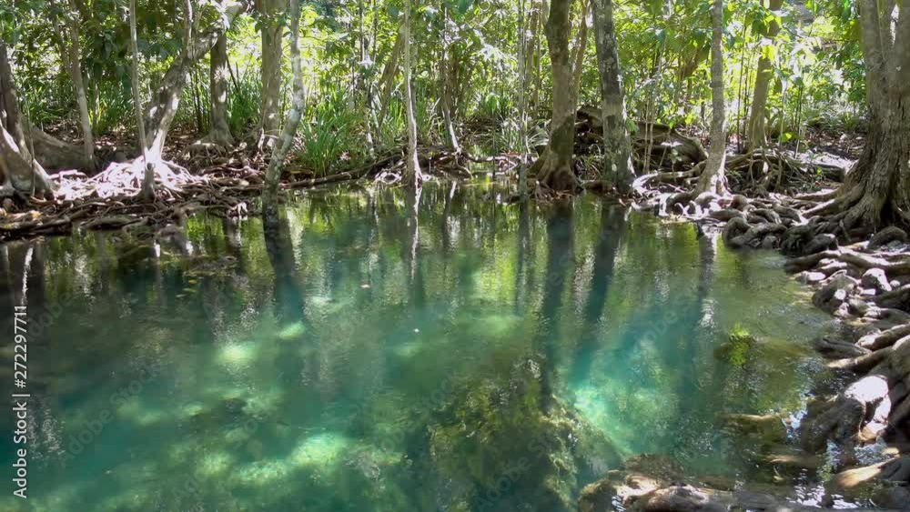 Mangrove and turquoise crystal clear water stream canal pool at Tha Pom Klong Song Nam mangrove wetland, Krabi, Thailand. Mangrove and turquoise crystal clear water stream canal pool at Tha Pom Klong Song Nam mangrove wetland, Krabi, Thailand.