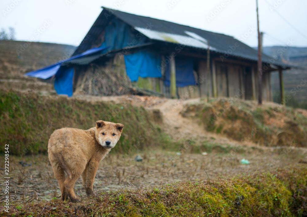 Dog In Front Of A Makeshift Shack, Sapa, Vietnam Dog In Front Of A Makeshift Shack, Sapa, Vietnam