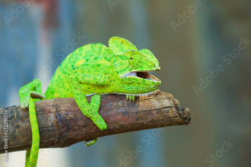 Green chameleon india