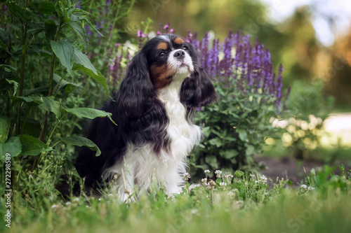 Beautiful cavalier king charles spaniel in summer park