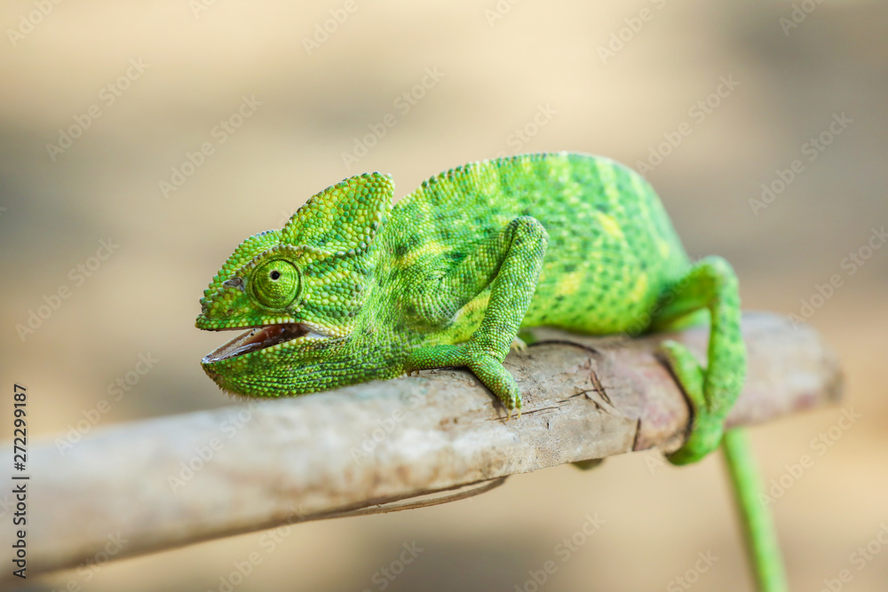 Obraz premium Green chameleon india