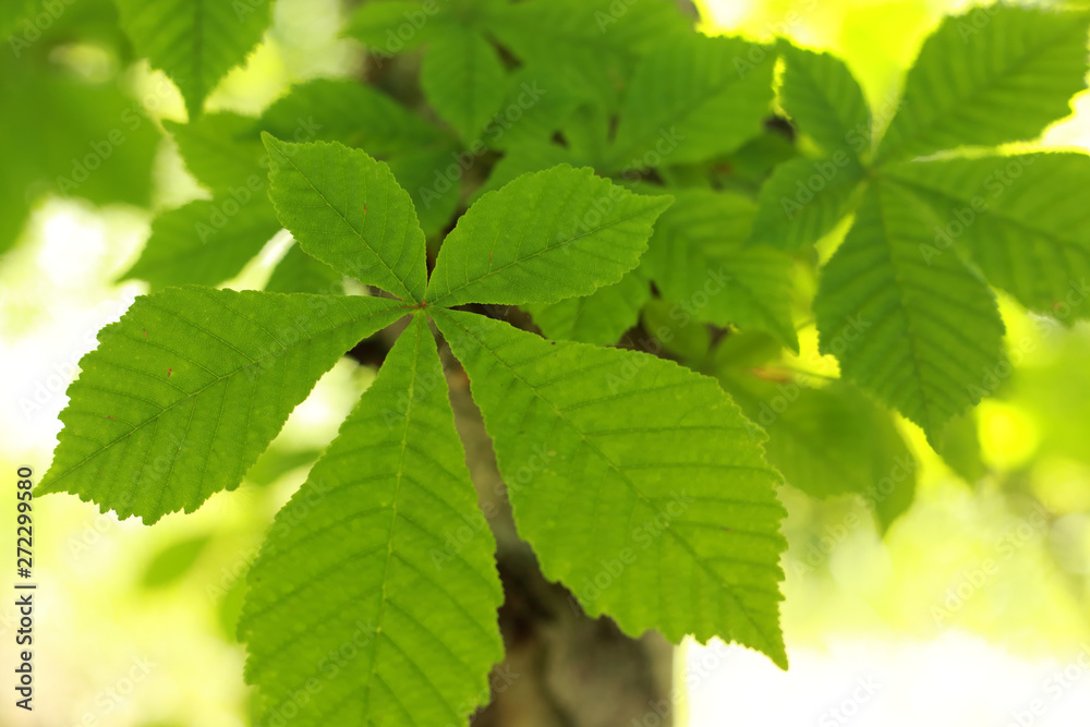 young chestnut leaves on the trunk young chestnut leaves on the trunk