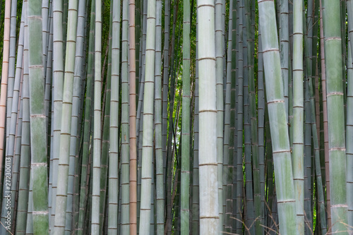 Bamboo