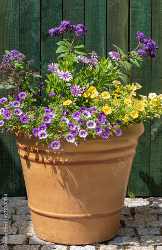 Blooming flowers in clay flowerpot with wooden fence green background