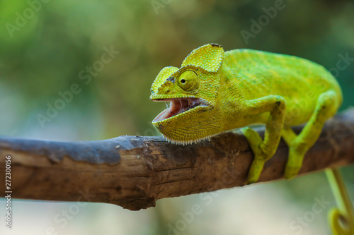 Green chameleon india