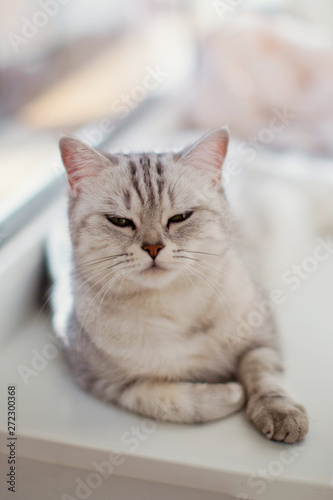 Fototapeta Naklejka Na Ścianę i Meble -  young grey british cat