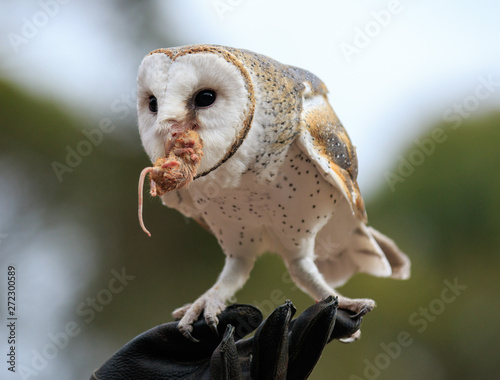 Schilderij op canvas Cute barn owl, Tyto alba, with large eyes caught a mouse and eats her