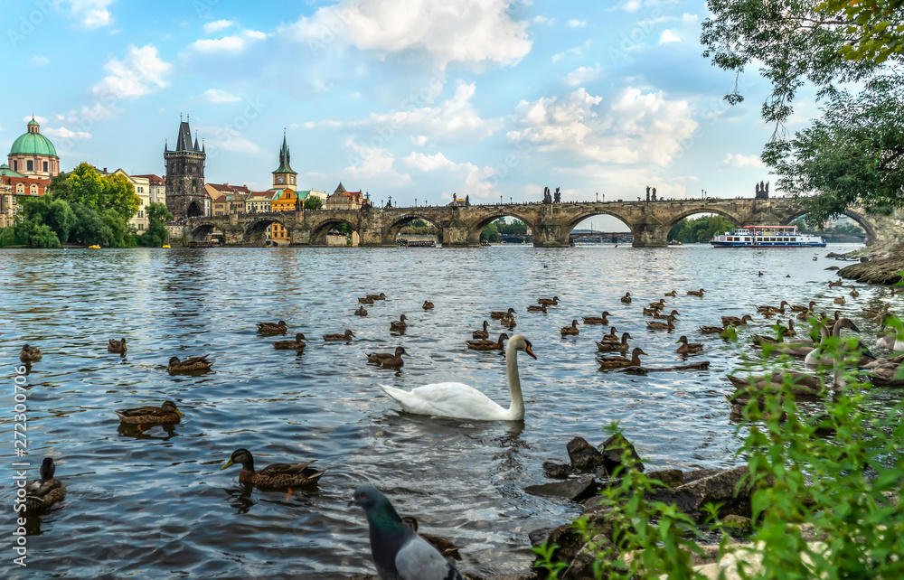 Fototapeta premium Swans and ducks on river Vltava