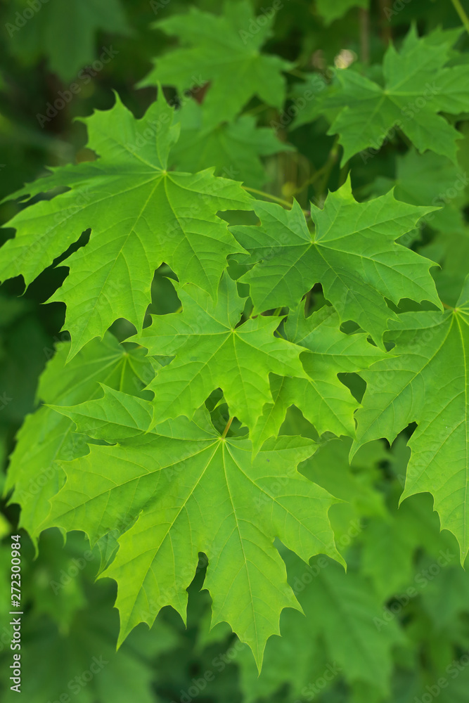 the young early spring leaves are green maple the young early spring leaves are green maple