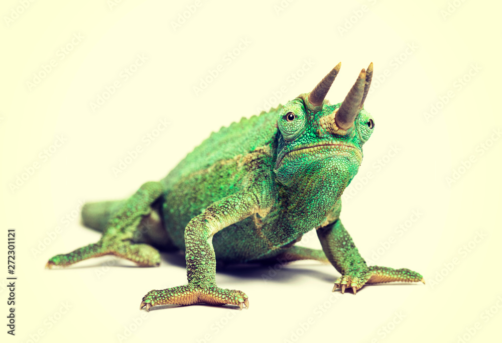 Fototapeta premium Front view of Jackson's horned chameleon