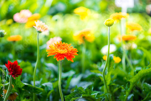 Closeup of beautiful gerbera flower blooming and green leaf with sunlight in garden.nature view of flower with natural background.flower wedding decoration.selective focus.