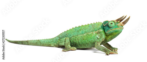 Fototapeta Naklejka Na Ścianę i Meble -  Side view of a Jackson's horned chameleon walking