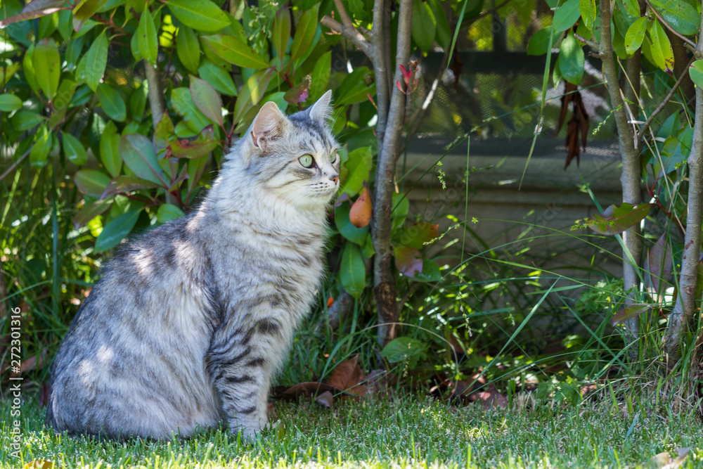 Adorable long haired cat of siberian breed in relax outdoor. Purebred feline of livestock Adorable long haired cat of siberian breed in relax outdoor. Purebred feline of livestock