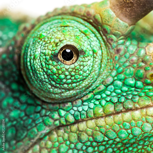 Eye close-up on a Jackson's horned chameleon