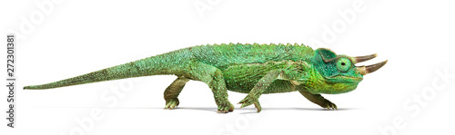 Side view of a Jackson's horned chameleon walking © Eric Isselée