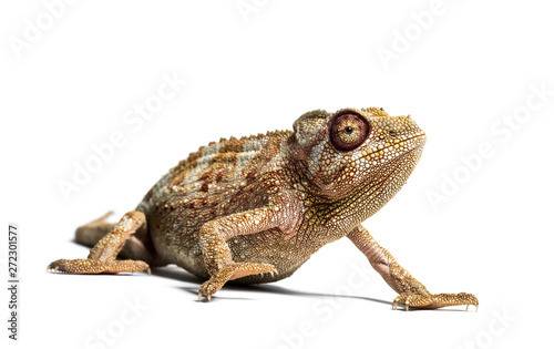 Panther chameleon, Furcifer pardalis in front of white
