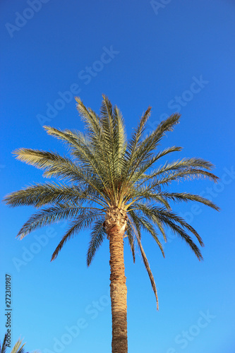 palm trees and bushes and other plants