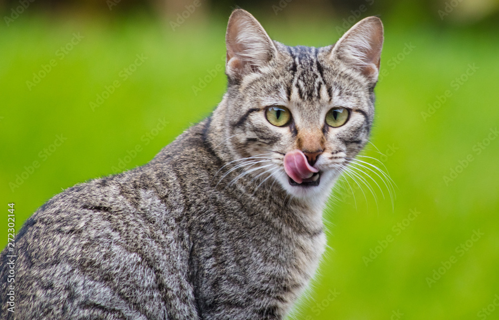 Gato mostrando a lingua Stock Photo | Adobe Stock