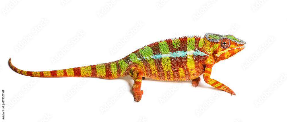 Panther chameleon, Furcifer pardalis, in front of white Panther chameleon, Furcifer pardalis, in front of white