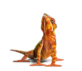 Panther chameleon, Furcifer pardalis, in front of white