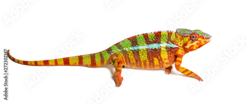 Panther chameleon  Furcifer pardalis  in front of white