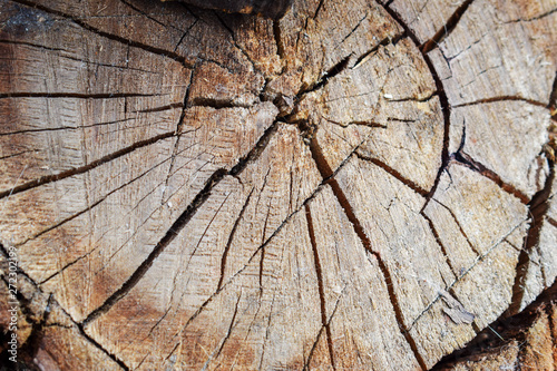 Stump of tree felled, section of the trunk. Background from the stump of a felled tree