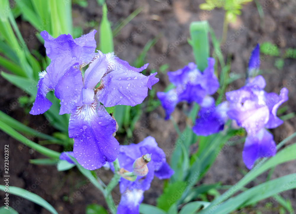 watering blooming in the garden in summer flowers irises blue in the grass