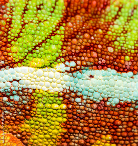Panther chameleon, Furcifer pardalis, in close up