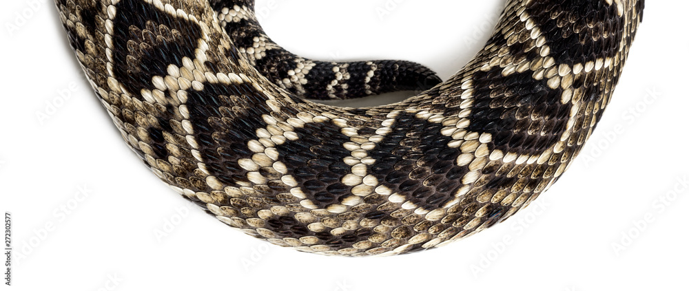 Obraz premium western diamondback rattlesnake or Texas diamond-back in front of white
