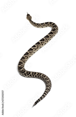 western diamondback rattlesnake or Texas diamond-back in front of white